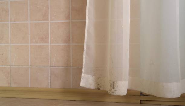 Best Mold Damage Restoration  in Micco, FL