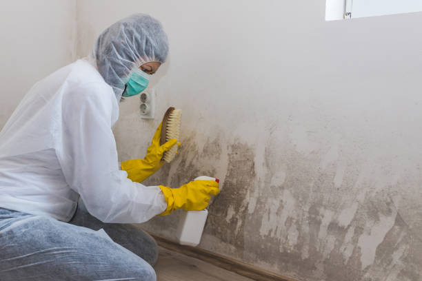 Best Mold Odor Removal Services  in Micco, FL