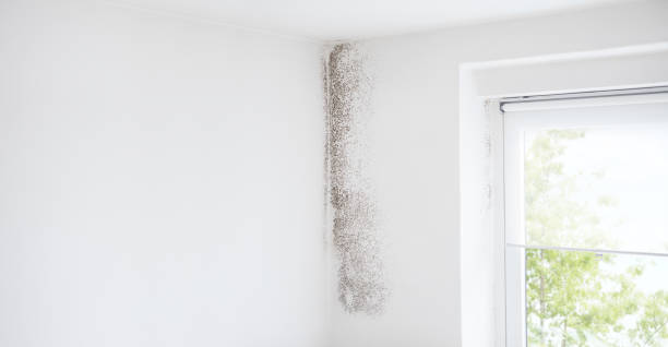 Best Mold Removal for HVAC Installations  in Micco, FL