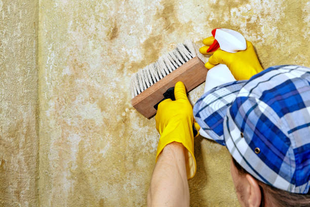 Best Attic Mold Removal  in Micco, FL