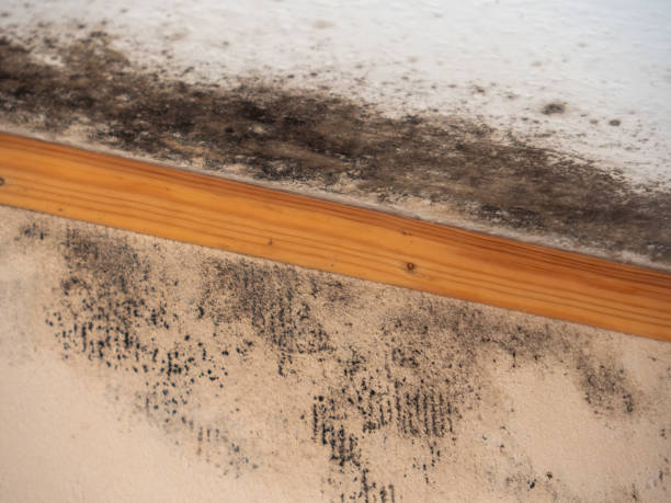 Best Air Quality Testing for Mold Spores  in Micco, FL
