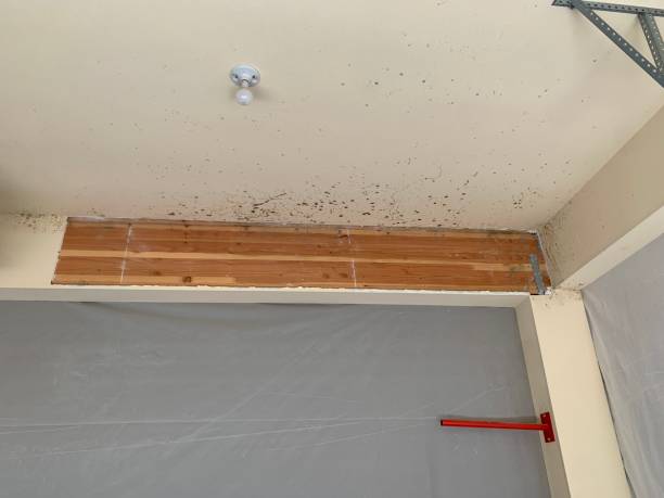 Best Environmental Consulting for Mold Prevention  in Micco, FL