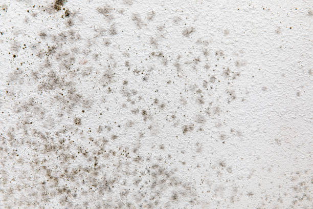 Best Water Damage & Mold Remediation  in Micco, FL
