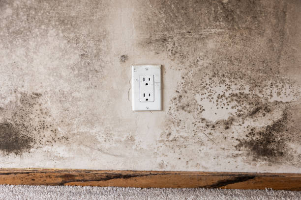 Best Emergency Mold Remediation  in Micco, FL