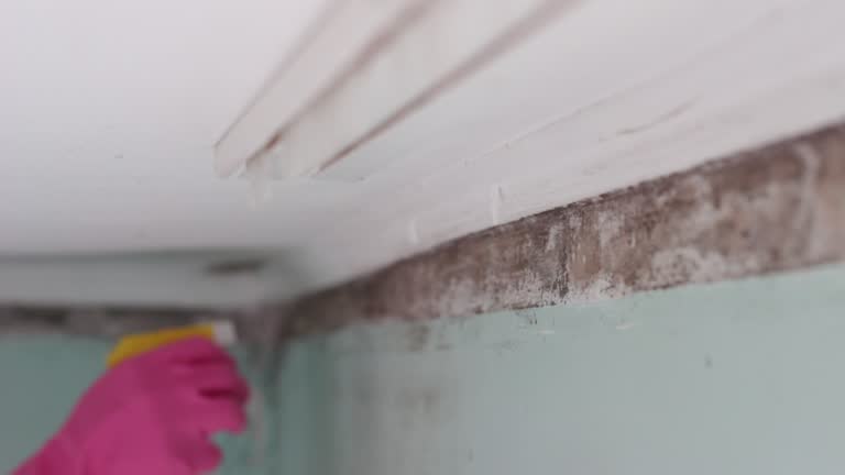 Mold Remediation for Vacation Homes in Micco, FL